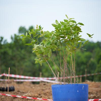 28 Aramijaya Tree Planting Day Day1 Preview 007 28 Aramijaya Tree Planting Day Day1 Preview 007