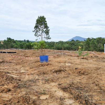 31 Aramijaya Tree Planting Day Day1 Preview 004 31 Aramijaya Tree Planting Day Day1 Preview 004